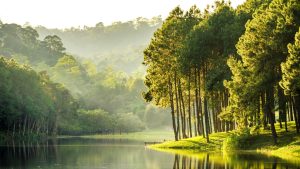 nature4-min
